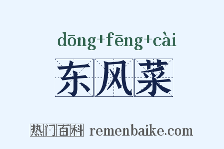 东风菜是什么意思的图片
